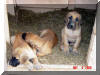 Nabilia's o8 Litter Fawn & Brindle Great Dane puppies